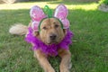 Dog wearing a butterfly headband with boa Royalty Free Stock Photo