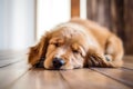 A dog laying on the floor with its eyes closed. Royalty Free Stock Photo