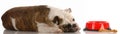 Dog laying beside food dish Royalty Free Stock Photo