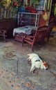 Dog laying in front of Vietnamese store