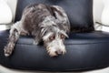 Dog Laying On furniture With Pawprint