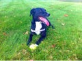 Dog laying in grass