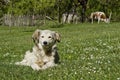 Dog Laying in Grass in Countryside