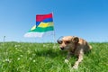 Dog laying in grass on Dutch island Royalty Free Stock Photo