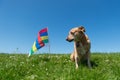 Dog laying in grass on Dutch island Royalty Free Stock Photo
