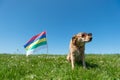 Dog laying in grass on Dutch island Royalty Free Stock Photo