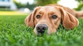 A dog laying on the grass with its head in a relaxed position, AI Royalty Free Stock Photo