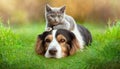 Dog laying in grass and kitten on top of dog Royalty Free Stock Photo