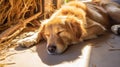 A dog laying on the ground next to a pile of hay