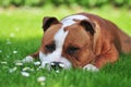 Dog laying on the lawn Royalty Free Stock Photo