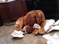 Dog laying on packing paper