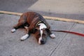 Dog laying on pavement in summer