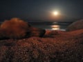 Dog laying under the moonlight on the beach