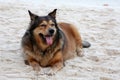 Dog lazing on beach Royalty Free Stock Photo