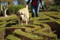 dog leading owner through a petfriendly maze