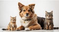 Dog leaning and cat sitting isolated on white background