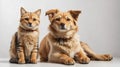 Dog leaning and cat sitting isolated on white background