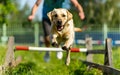 A dog leaping over an agility hurdle under the guidance of its trainer in a lush green field Royalty Free Stock Photo