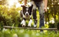 A dog leaping over an agility hurdle under the guidance of its trainer in a lush green field