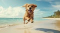 Dog leaps and plays on the beach