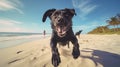 Dog leaps and plays on the beach