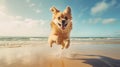 Dog leaps and plays on the beach