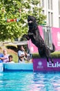 Dog Leaps Trying To Fetch Suspended Toy Over Pool Royalty Free Stock Photo