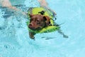 Dog learning to swim