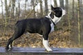 A Boston Terrier puppy is learning to stand nicely.