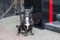 Dog on a leash expects the owner at shop