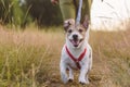 Dog on leash hiking outdoor. Cheerful happy dog running by footpath through field Royalty Free Stock Photo