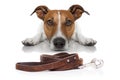 Dog with leash Royalty Free Stock Photo