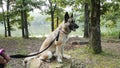 Dog on a leash by the lake, Shepsky is a Siberian Husky German Shepherd mix Royalty Free Stock Photo