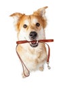 Dog With Leash in Mouth Excited for Walk