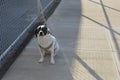 Dog on a Leash Waiting on the Sidewalk