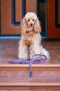 Dog with leash waiting to go walkies near a door.