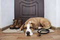 Dog with a leash waiting for a walk. Royalty Free Stock Photo