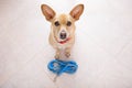 Dog with leash waits for a walk Royalty Free Stock Photo