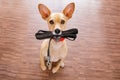 Dog with leash waits for a walk