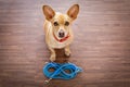 Dog with leash waits for a walk Royalty Free Stock Photo
