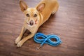 Dog with leash waits for a walk