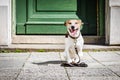 Dog with leash waits for a walk Royalty Free Stock Photo