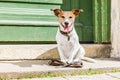 Dog with leash waits for a walk Royalty Free Stock Photo