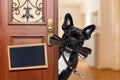 Dog leash walk Royalty Free Stock Photo