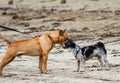 Dog on a leash walked by owner at a beach meeting other dogs