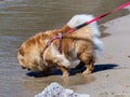 Dog on a leash Royalty Free Stock Photo
