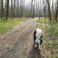 Dog on a leash walking in the spring forest Royalty Free Stock Photo