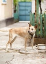 A dog on a leash in the yard