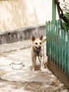 A dog on a leash in the yard