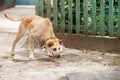 A dog on a leash in the yard